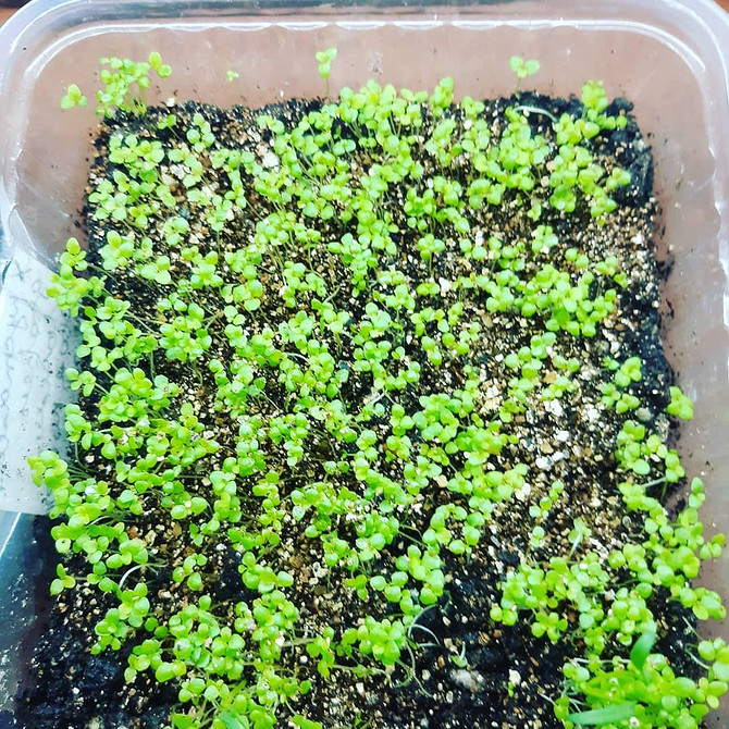 Лобелія: пишне цвітіння Фото квітучої лобелії в саду, різноманітні види та сорти