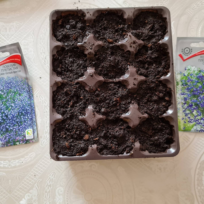 Лобелія: різноманіття сортів Різні сорти лобелії в ландшафтному дизайні саду, багаторічна рослина