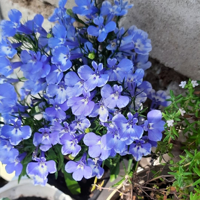 Ампельна лобелія Лобелія ампельна у підвісному кашпо, вирощування та догляд у саду.