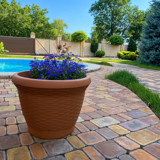 Умови вирощування Вирощування лобелії: оптимальні умови для пишного цвітіння у саду.