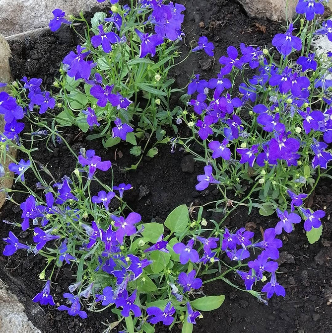 Ампельна лобелія: каскад квітів Лобелія ампельна в підвісному кошику, вирощування та догляд у саду