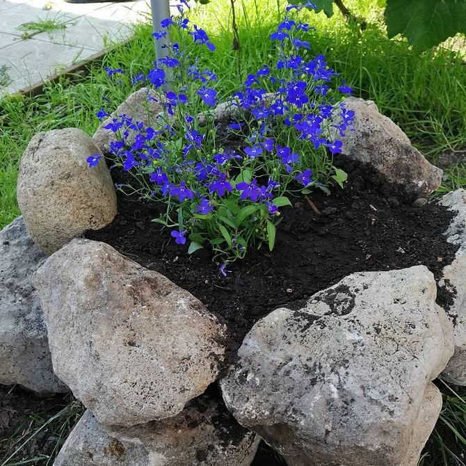 Сорти лобелії Різноманітні сорти лобелії, кольорова гамма, особливості вирощування, догляд.