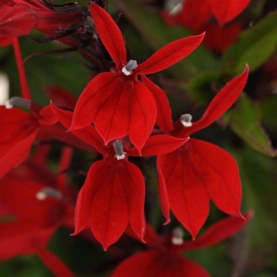 Ампельна лобелія Лобелія ампельна, вирощування в підвісному кашпо, фіолетові квіти.