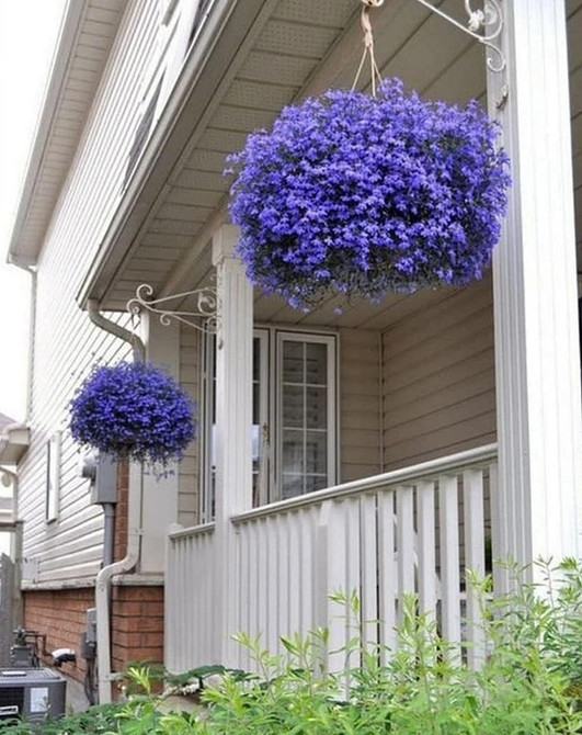 Догляд за лобелією Полив лобелії: правильний догляд для пишного цвітіння в саду.