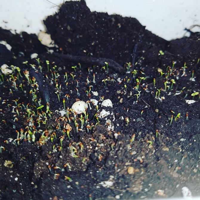 Лобелія: обрізка для цвітіння Обрізка лобелії для стимуляції нового цвітіння, поради по догляду