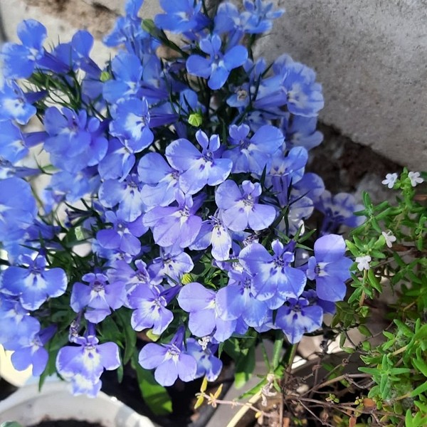 Лобелія в дизайні Лобелія в ландшафтному дизайні саду, використання в квіткових композиціях.