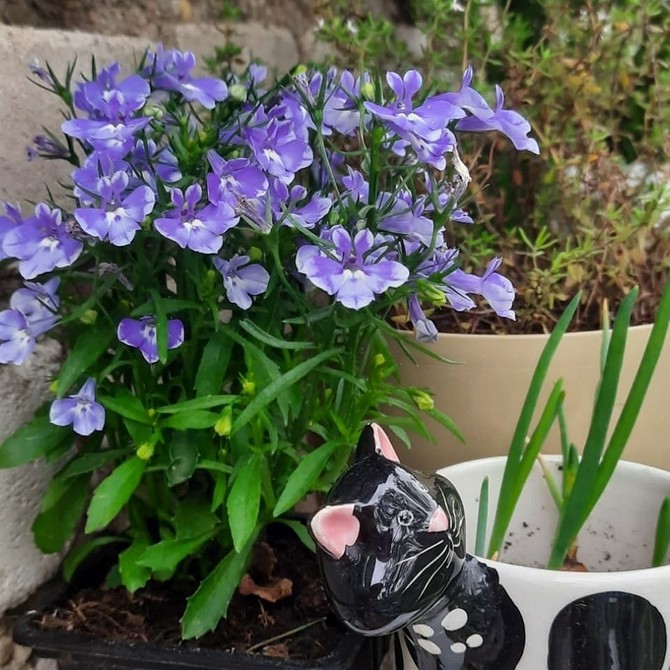 Лобелія в саду Лобелія, вирощена в саду, з пишним цвітінням, різні кольори.