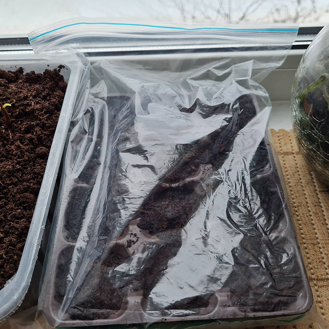 Лобелія: правильний полив Полив лобелії, правильний догляд за рослиною, підтримка пишного цвітіння