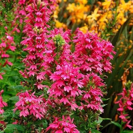 Догляд за лобелією Лобелія, полив та догляд, вирощування у відкритому грунті, пишне цвітіння.