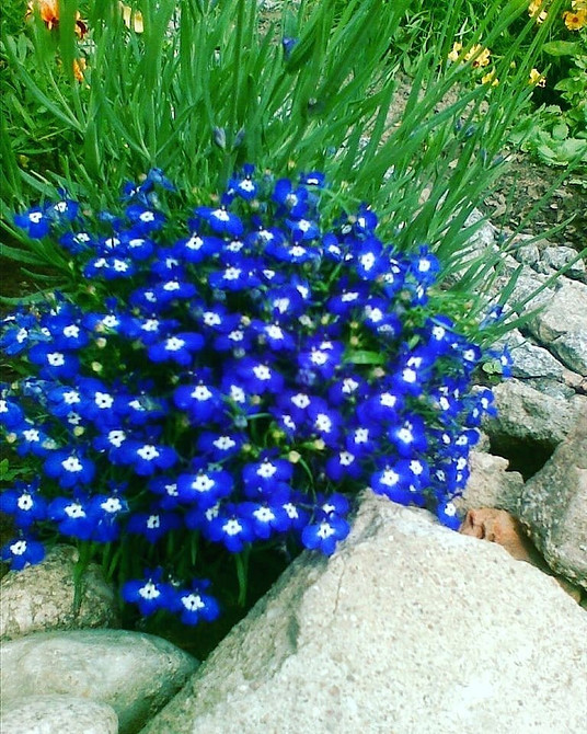 Посадка лобелії Посадка лобелії в горщики: процес вирощування розсади в домашніх умовах.