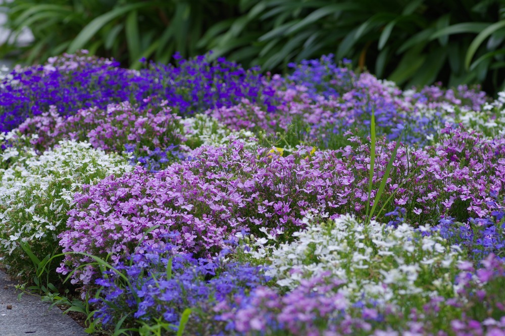 Лобелія: секрети догляду Догляд за лобелією: правильний полив та підживлення для пишного цвітіння