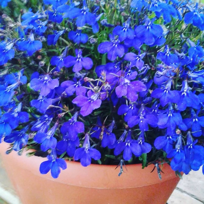 Лобелія: краса деталях Крупний план квітки лобелії, деталі будови, вирощування в Україні 2026.