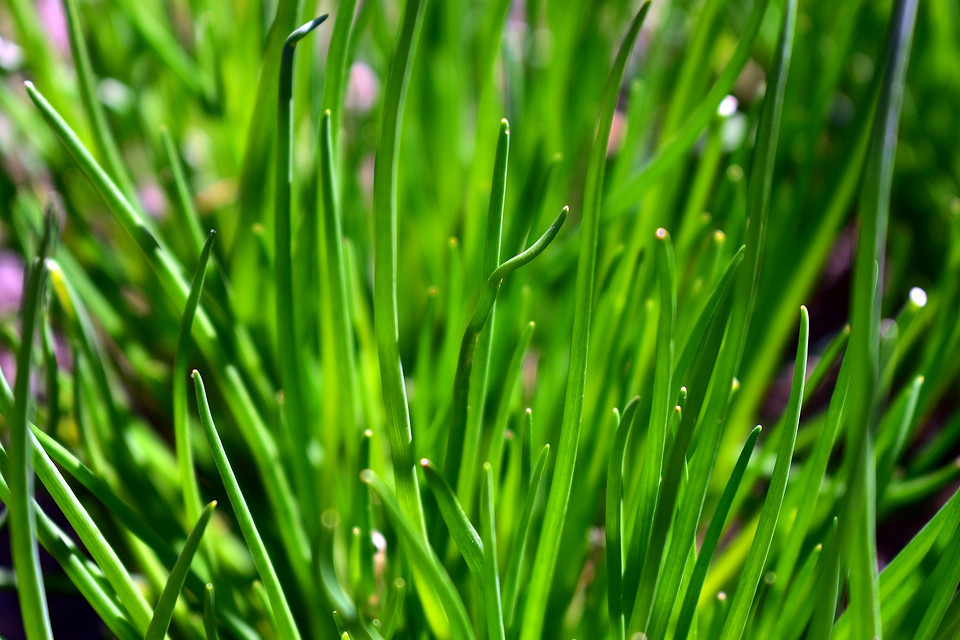 Редиска для швидкого врожаю Ящик з розсадою редиски, готової до висадки на городі.