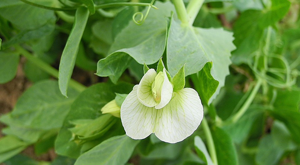 Ранні овочі в теплиці Зелені пагони овочів, що ростуть у теплиці, готові до висадки на городі.