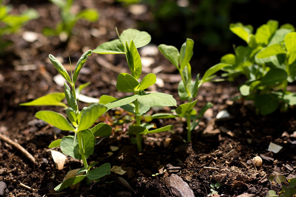 Розсада овочів для городу Розсада різноманітних овочів, готова до висадки в ґрунт в кінці весни.