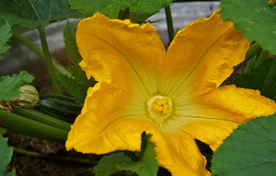 Пізні овочі: початок червня Молоді сходи пізніх овочів та зелені, що висаджуються на початку червня для щедрого врожаю.