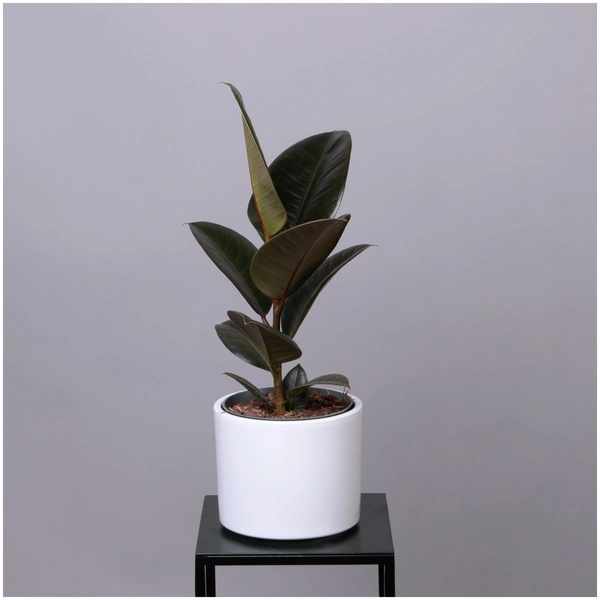 Фікус: кімнатний декор Кімната з фікусом: поради по розміщенню та догляду за рослиною