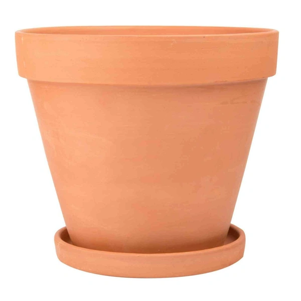 Фікус: гармонія та достаток Фікус в інтер'єрі: вплив на енергетику дому за фен-шуй