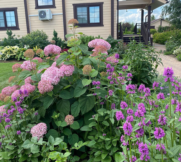 Невибаглива гортензія Гортензія в садовому дизайні: невибаглива рослина для красивого квітника.