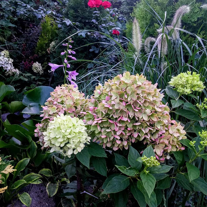 Гортензія: вдалі поєднання Ідеї ландшафтного дизайну з гортензією: поєднання з іншими рослинами в саду