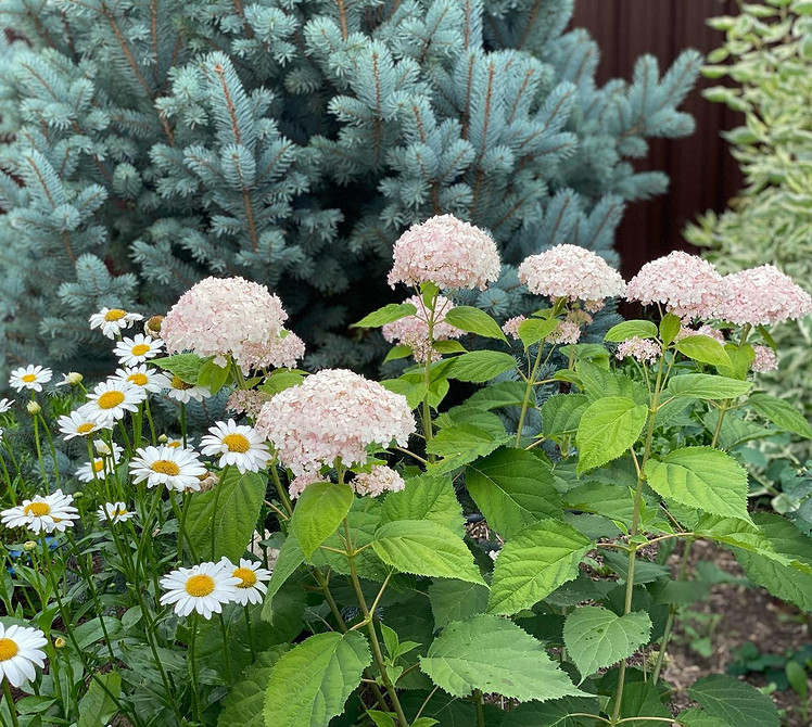 Поєднання гортензій з квітами Ідеї для красивого квітника: поєднання гортензій з іншими садовими квітами.