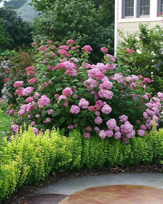 Кольорова гармонія Гортензія в ландшафтному дизайні: ідея поєднання кольорів та текстур в квітнику