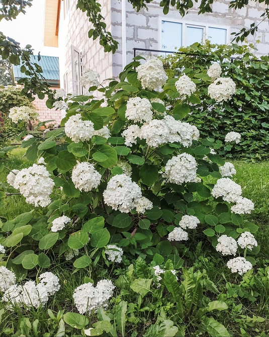 Гортензії та хости Ідеї ландшафтного дизайну з гортензіями: поєднання з хостами та іншими рослинами.