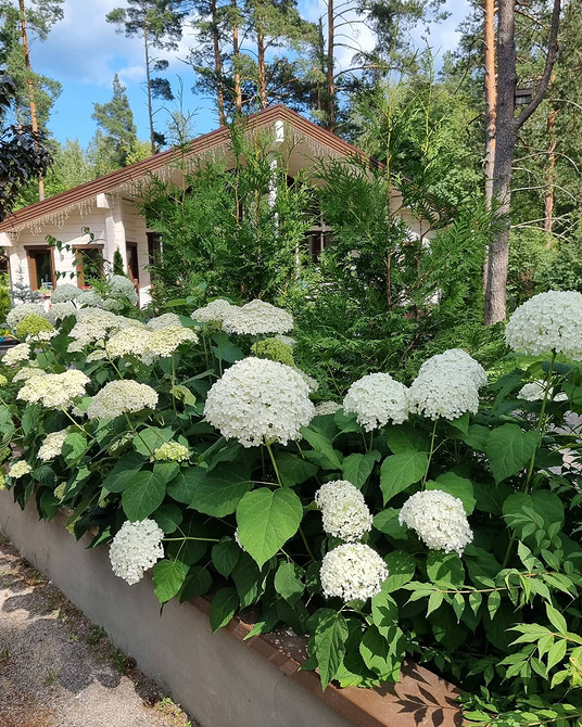 Затишний куточок з гортензіями Садові композиції з гортензіями, створення затишного куточка в саду.