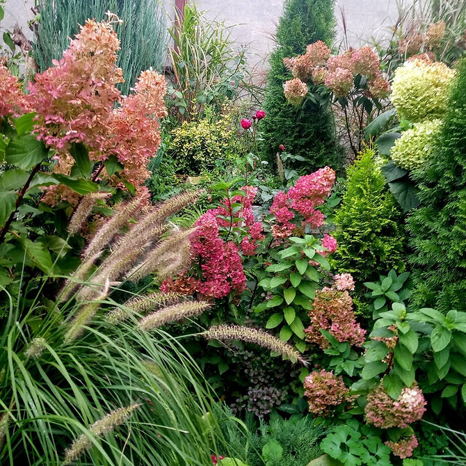 Квітник з гортензіями Дизайн саду з гортензіями: ідеї для красивого квітника з різними рослинами