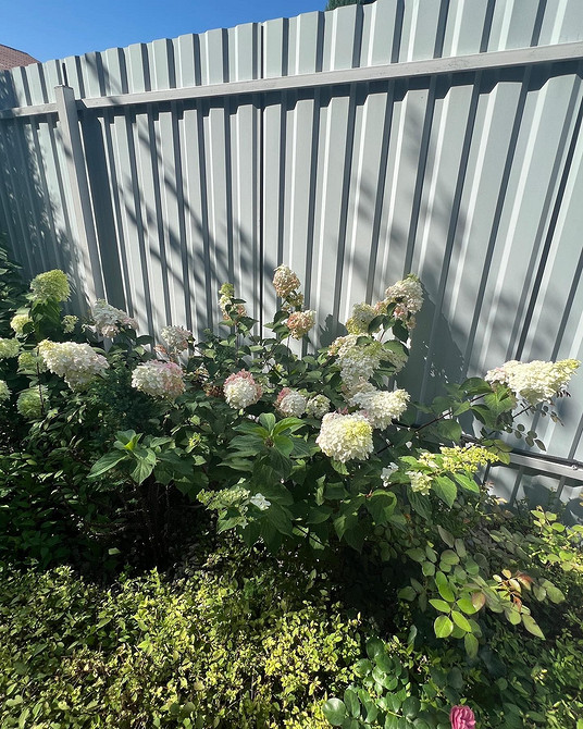 Пишна гортензія Квітучі кущі гортензії в садовому дизайні: ідеї для ландшафтного оформлення.