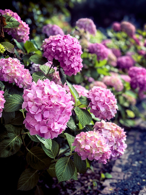 Невибагливі гортензії Невибаглива гортензія в ландшафтному дизайні, ідеальне рішення для саду.