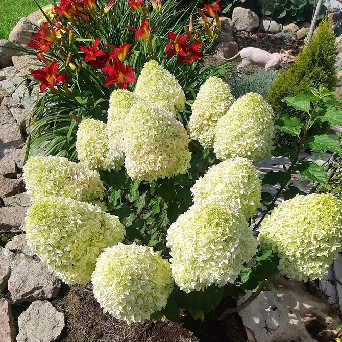 Натхнення для двору Ландшафтний дизайн саду з гортензіями: ідеї та натхнення для вашого двору.