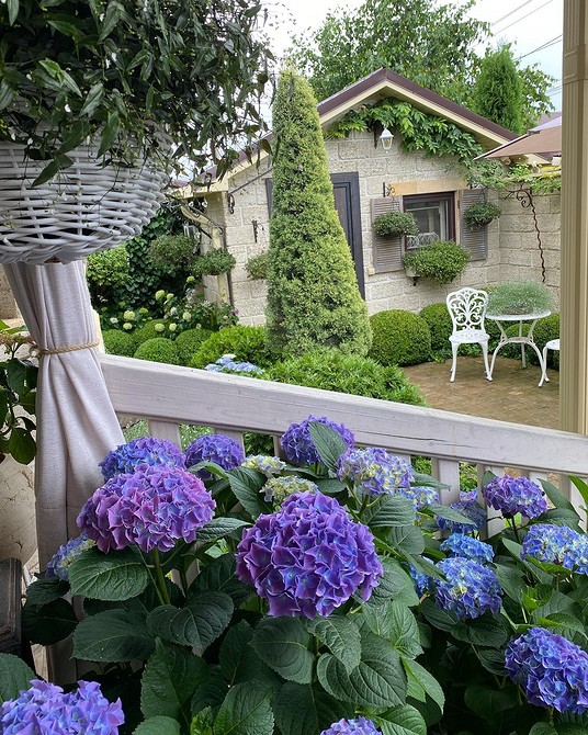 Гортензія в дизайні саду Гортензія в ландшафтному дизайні: ідеї для квітника з іншими рослинами.