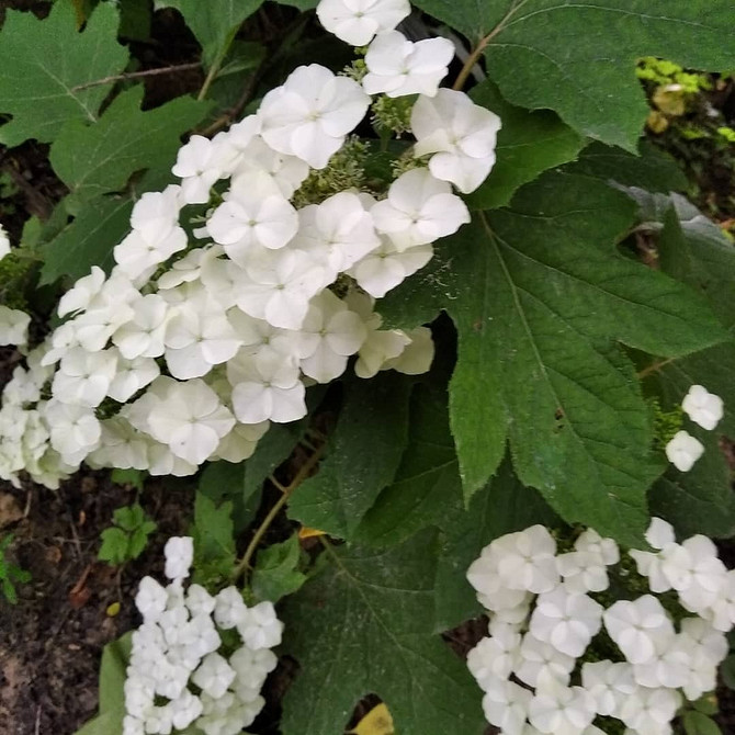 Квітник з гортензіями Гортензії в ландшафтному дизайні: ідеї для квітника з іншими рослинами.