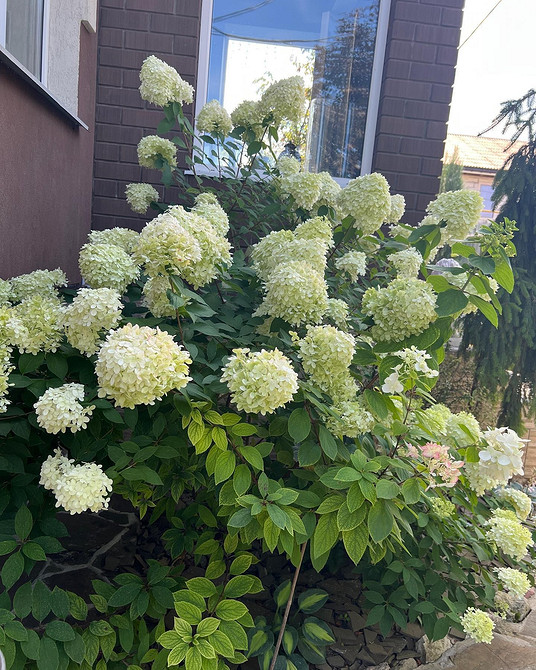 Дизайн з гортензіями Садові композиції з гортензіями різних сортів та кольорів, елегантний дизайн.