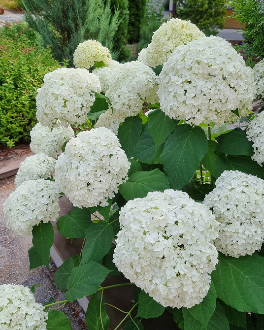 Гортензії та каміння Гортензії в ландшафтному дизайні: красивий квітник з камінням та іншими рослинами.