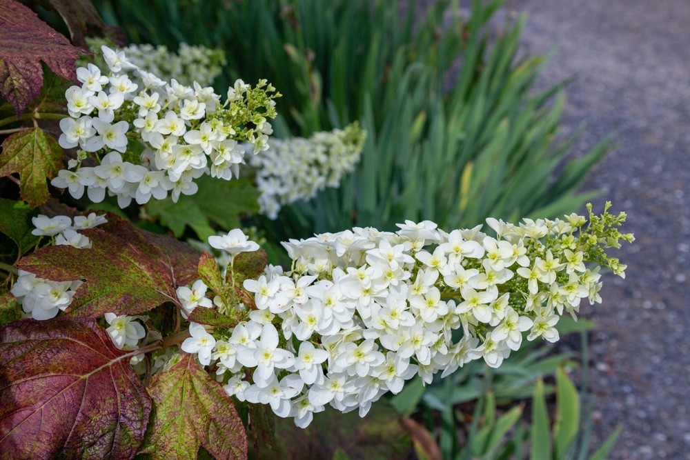 Форми і кольори Садові композиції з гортензіями: ідеї для поєднання кольорів та форм в ландшафтному дизайні.