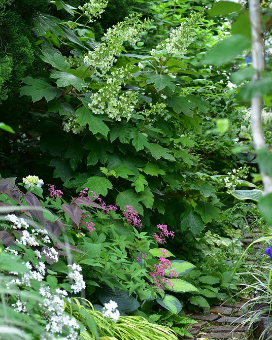 Неповторний ландшафт Дизайн саду з гортензіями: ідеї та рішення для створення неповторного ландшафту.