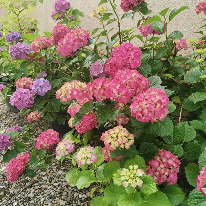 Квітучий сад Гортензія в ландшафтному дизайні: ідеї для створення красивого та квітучого саду.