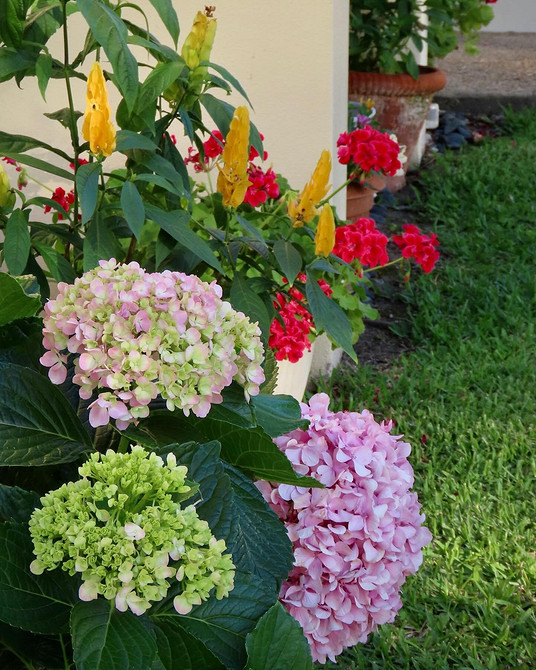 Поєднання гортензій в саду Гортензія в ландшафтному дизайні, гармонійно поєднуючись з іншими рослинами.