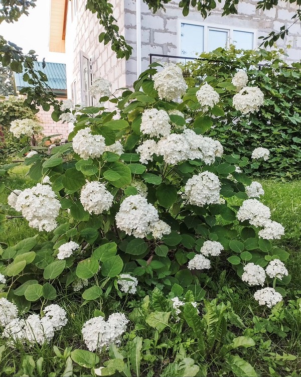 Композиції з гортензіями Садові композиції з гортензіями: ідеї для оформлення квітника з багаторічними рослинами.