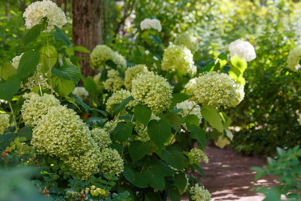 Композиції з гортензій Композиція з гортензіями та іншими рослинами в саду, квітучий куточок відпочинку.
