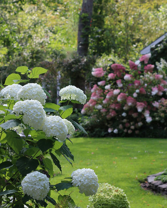 Гортензії біля дому Морозостійкі сорти гортензій в ландшафтному дизайні: квіти біля дому.