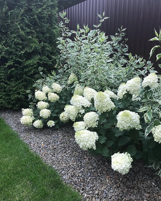 Квітник з гортензіями Садові композиції з гортензіями: ідеї поєднання кольорів та текстур в дизайні.
