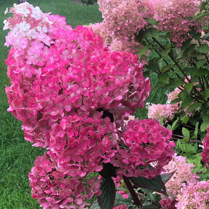 Затишний куточок з гортензіями Гортензія в ландшафтному дизайні: ідея для створення затишного куточка відпочинку.