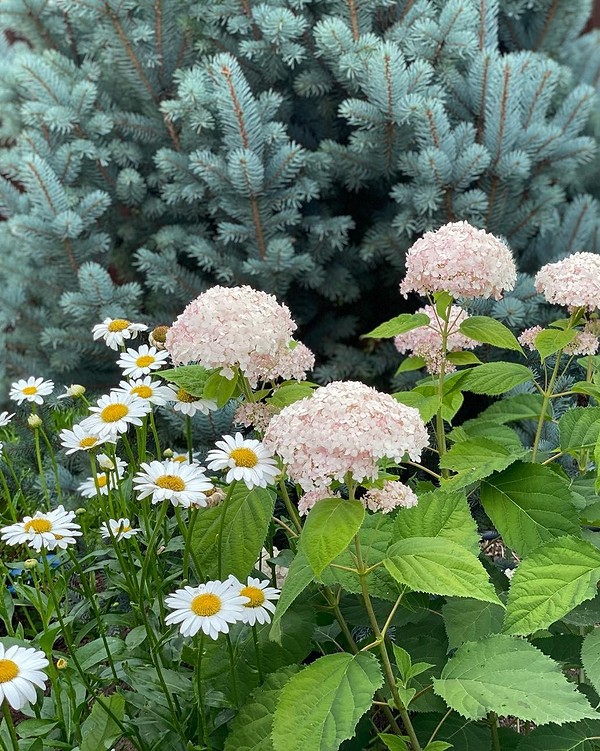 Дизайн з гортензією Ідеї для красивого квітника з гортензіями: дизайн та гармонійне поєднання рослин.