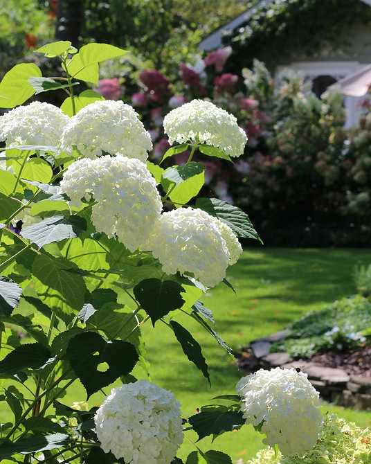 Тенденції 2026 Квітучі кущі гортензій 2026: модні тенденції в ландшафтному дизайні.