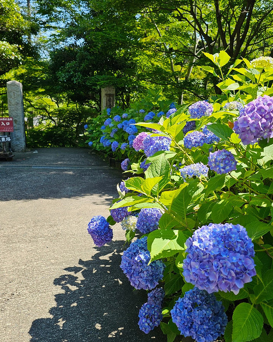 Морозостійкі гортензії Морозостійкі сорти гортензій в ландшафтному дизайні, квітучий сад 2026.