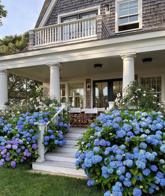 Квітучий сад з гортензіями Квітучі кущі гортензії: гармонійне поєднання з іншими садовими рослинами.