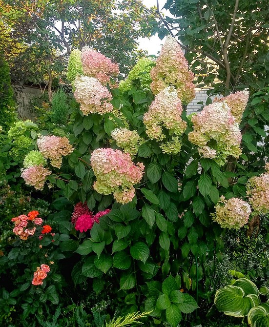 Гортензії у саду Гортензія в ландшафтному дизайні: ідеї для красивого квітника з різними рослинами.
